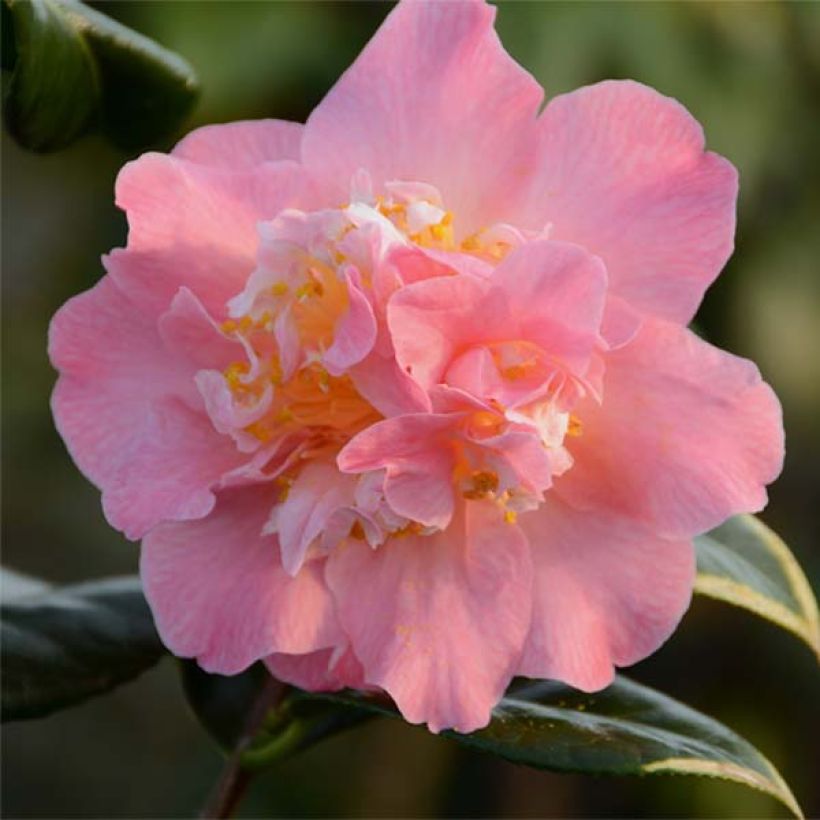 Kamelia japońska Paddy's Perfumed (Kwitnienie)