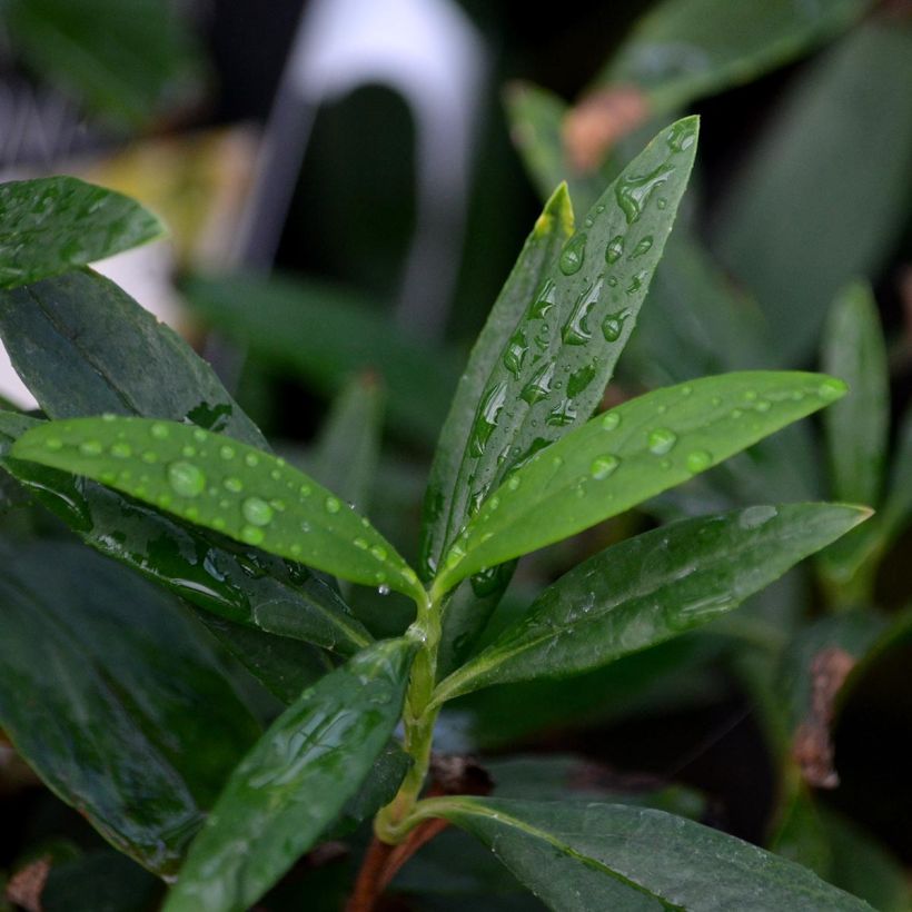 Carpenteria californica - Karpenteria kalifornijska (Ulistnienie)