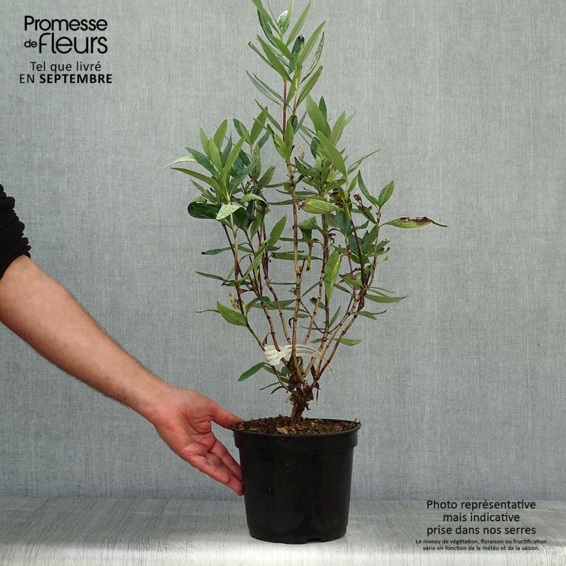 Przykładowy wygląd Carpenteria californica - Karpenteria kalifornijska Doniczka 3L/4L w momencie dostawy jesienią