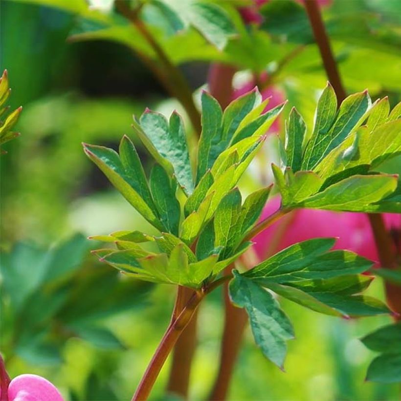 Serduszka okazała - Dicentra spectabilis (Ulistnienie)