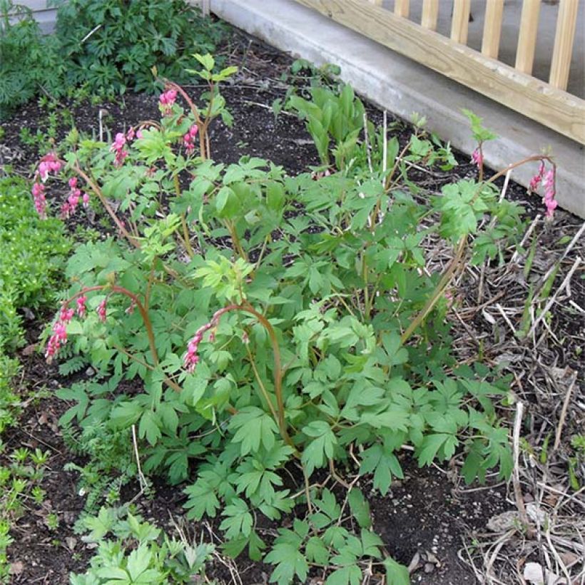 Serduszka okazała - Dicentra spectabilis (Plant habit)