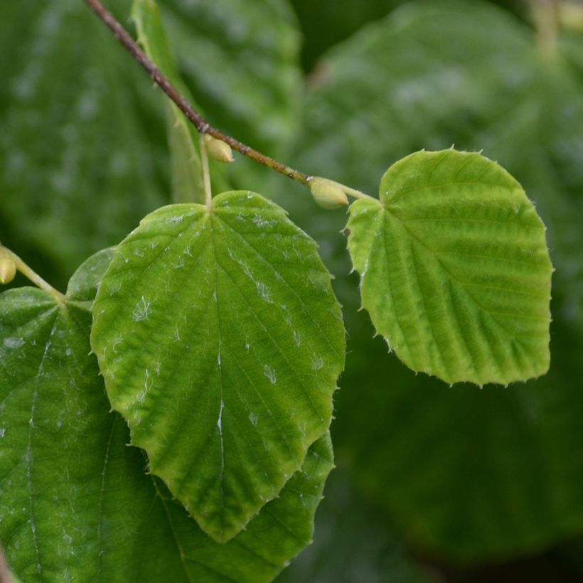 Leszczynowiec skąpokwiatowy - Corylopsis pauciflora (Ulistnienie)