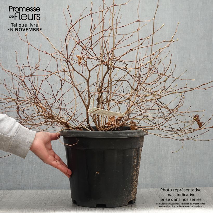 Przykładowy wygląd Leszczynowiec skąpokwiatowy - Corylopsis pauciflora Doniczka 12L/15L w momencie dostawy jesienią