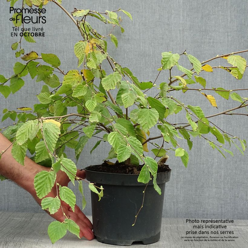 Przykładowy wygląd Leszczynowiec skąpokwiatowy - Corylopsis pauciflora Doniczka 2L/3L w momencie dostawy jesienią