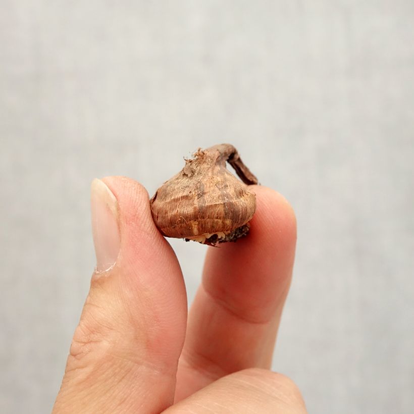 Przykładowy wygląd Crocus korolkowii - krokus korolkowa Cebulka kaliber 6+ w momencie dostawy jesienią