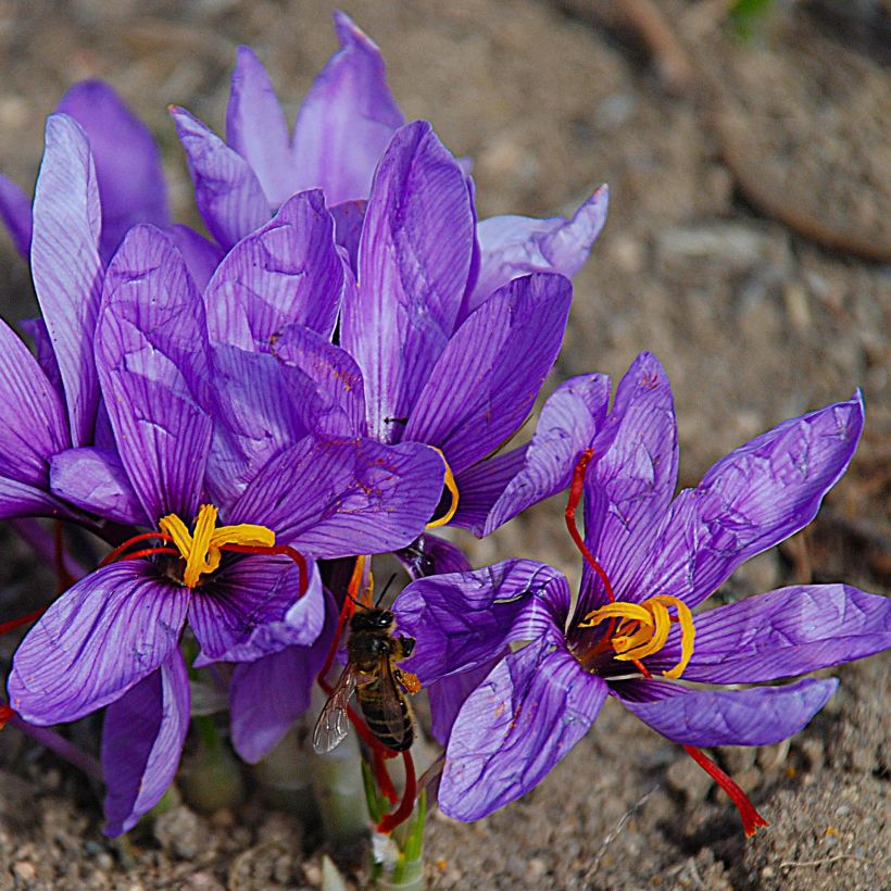 Krokus uprawny - Crocus sativus (Kwitnienie)