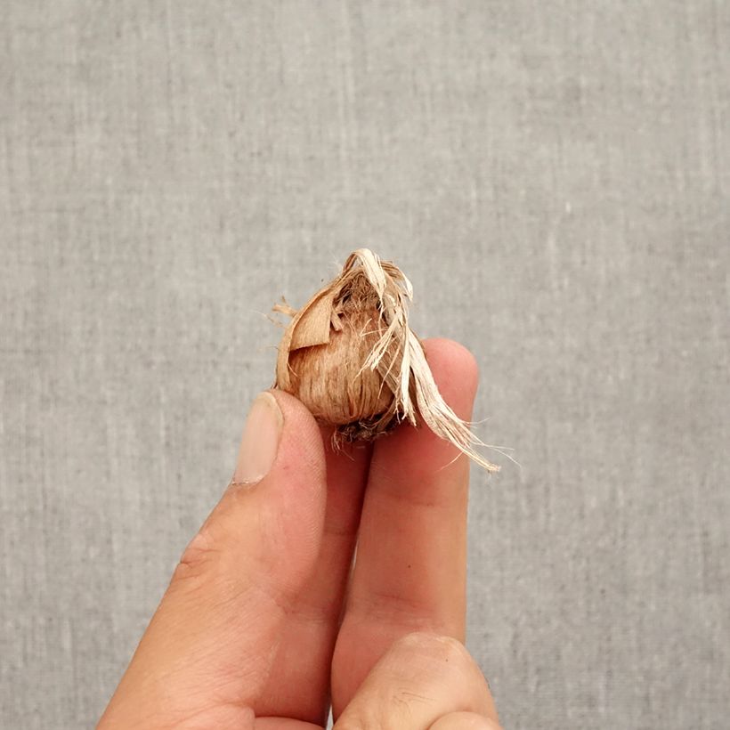 Przykładowy wygląd Krokus uprawny - Crocus sativus Cebulka kaliber 8+ w momencie dostawy jesienią
