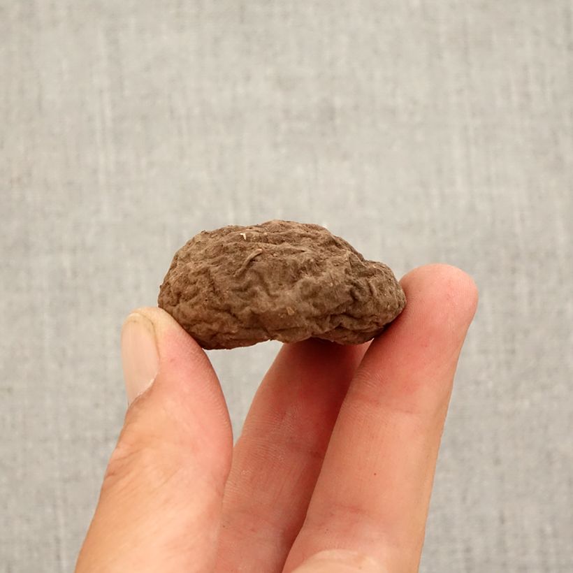 Przykładowy wygląd Cyklamen bluszczolistny - Cyclamen hederifolium Cebulka kaliber 10+ w momencie dostawy jesienią