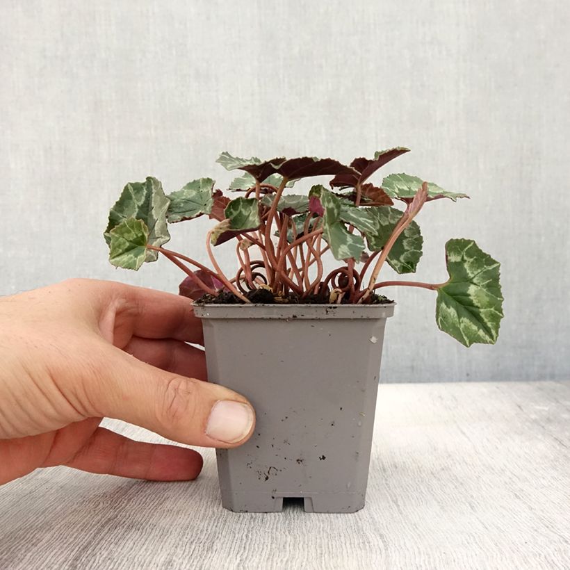 Przykładowy wygląd Cyklamen bluszczolistny - Cyclamen hederifolium Doniczka 7/8 cm w momencie dostawy jesienią