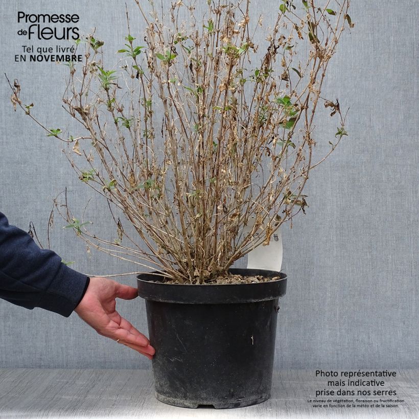 Przykładowy wygląd Deutzia gracilis Nikko Doniczka 7,5L/10L w momencie dostawy jesienią