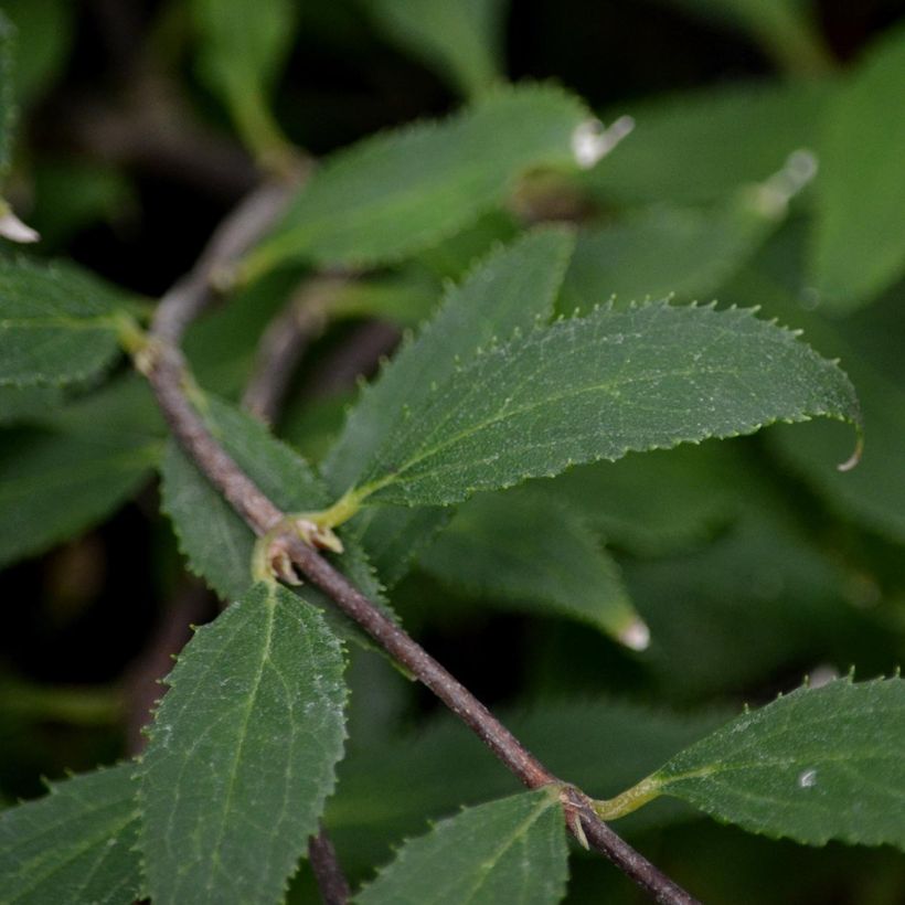 Deutzia gracilis Nikko (Ulistnienie)