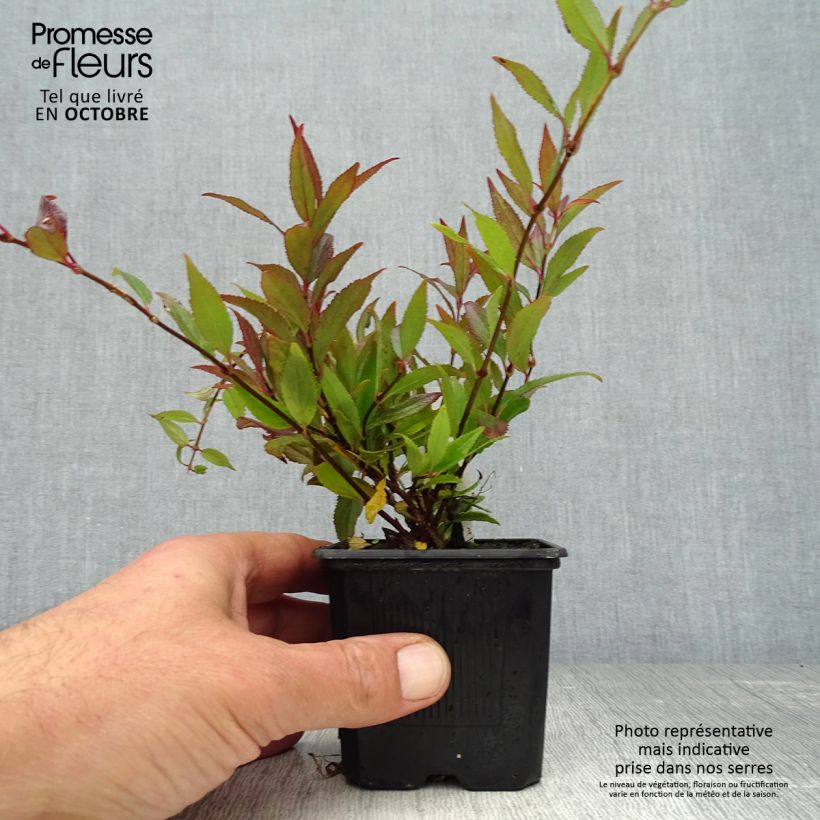 Przykładowy wygląd Deutzia gracilis Nikko Doniczka 8/9 cm w momencie dostawy jesienią
