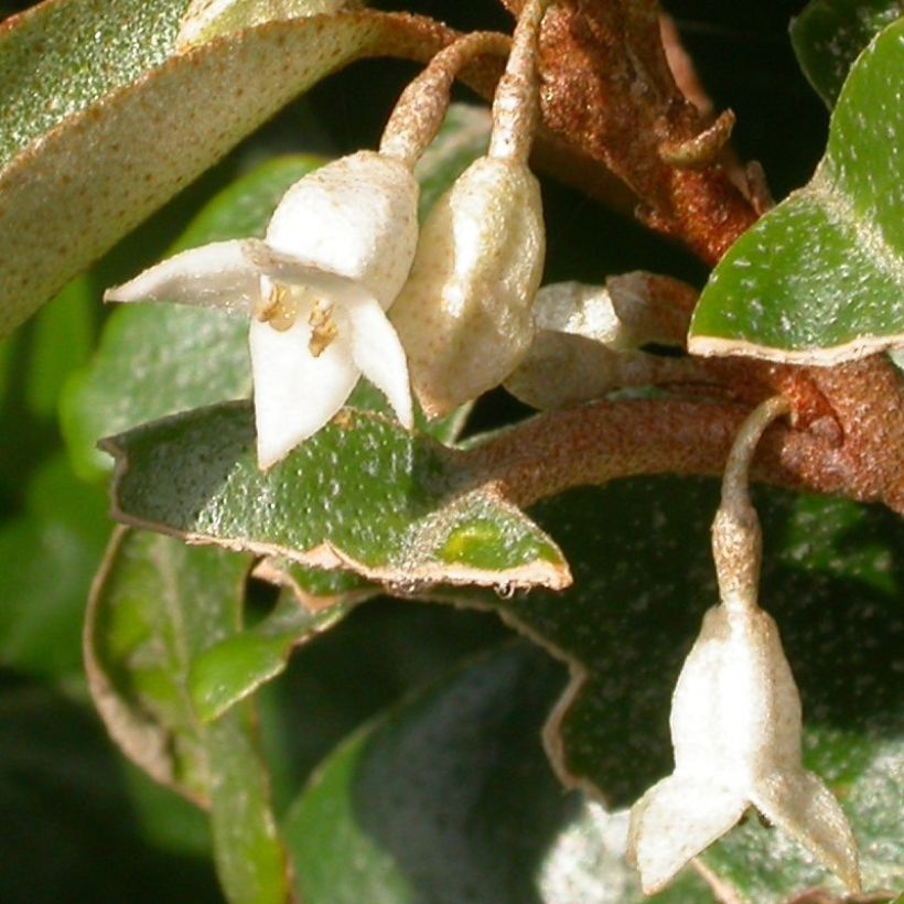 Oliwnik kłujący Maculata (Kwitnienie)