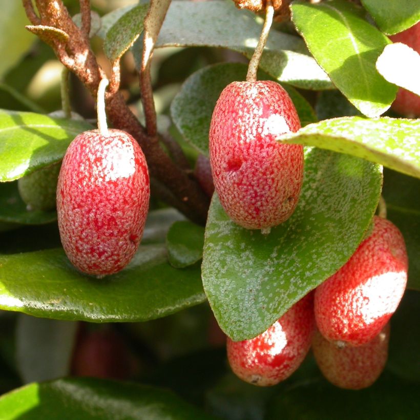 Oliwnik kłujący Maculata (Zbiór)