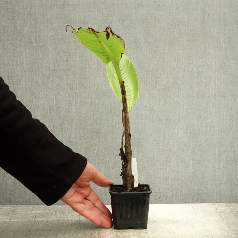 Przykładowy wygląd Bananowiec śnieżny - Ensete glaucum Doniczka 8/9 cm w momencie dostawy jesienią