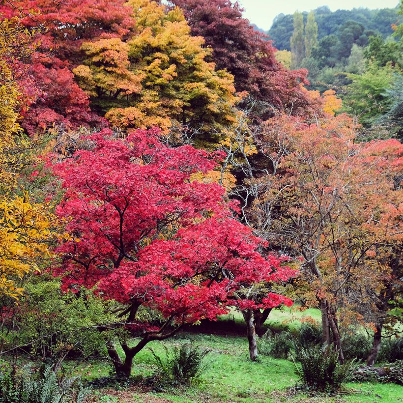 Acer palmatum - Klon palmowy (Plant habit)