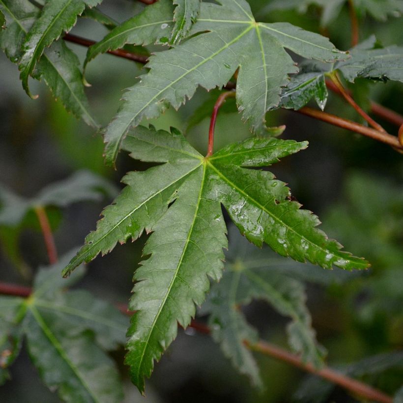 Acer palmatum - Klon palmowy (Ulistnienie)