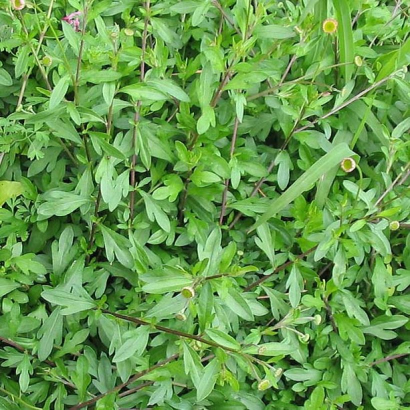 Przymiotno Karwińskiego - Erigeron karvinskianus (Ulistnienie)