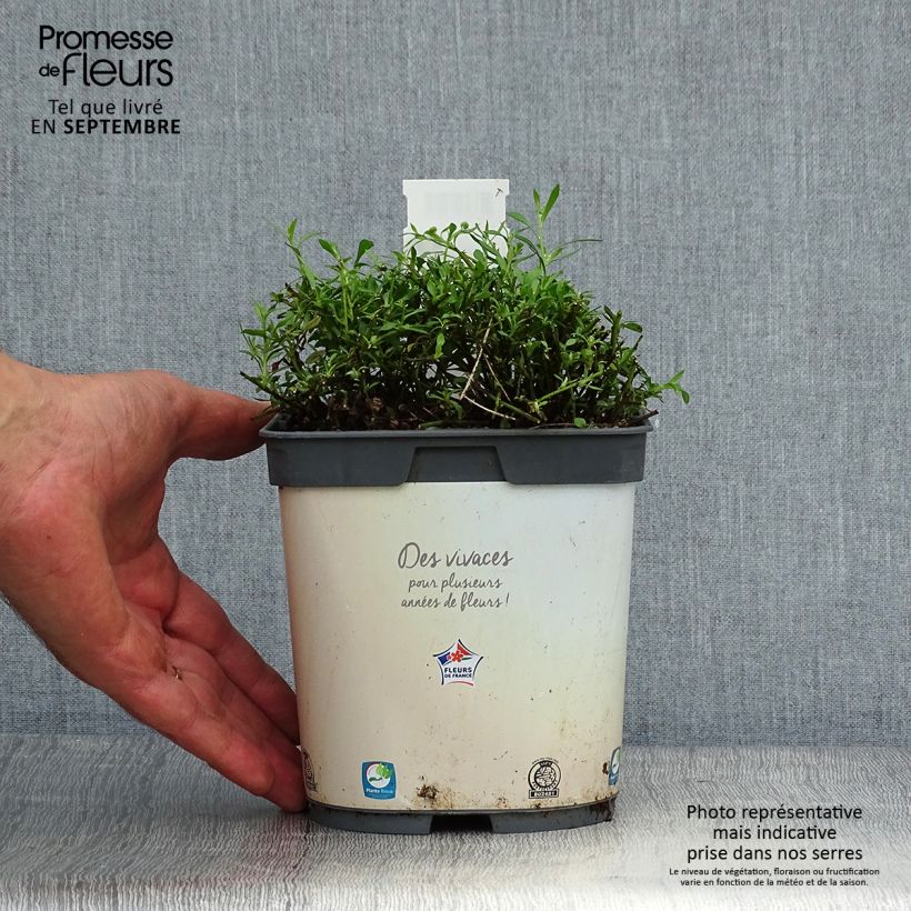 Przykładowy wygląd Przymiotno Karwińskiego - Erigeron karvinskianus Doniczka 2L/3L w momencie dostawy jesienią