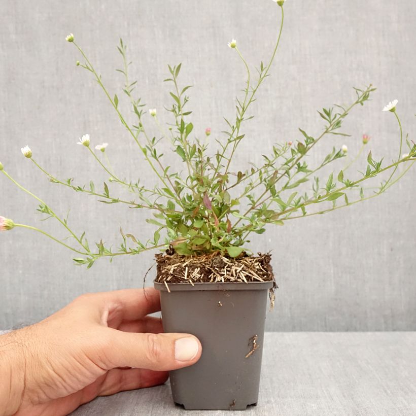 Przykładowy wygląd Przymiotno Karwińskiego - Erigeron karvinskianus Doniczka 7/8 cm w momencie dostawy jesienią