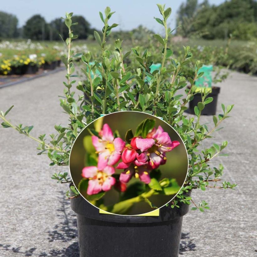 Escallonia Donard Seedling (Kwitnienie)