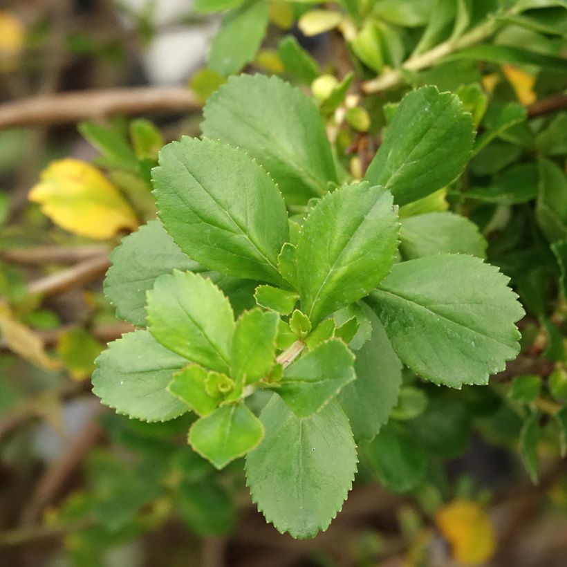Escallonia Donard Seedling (Ulistnienie)