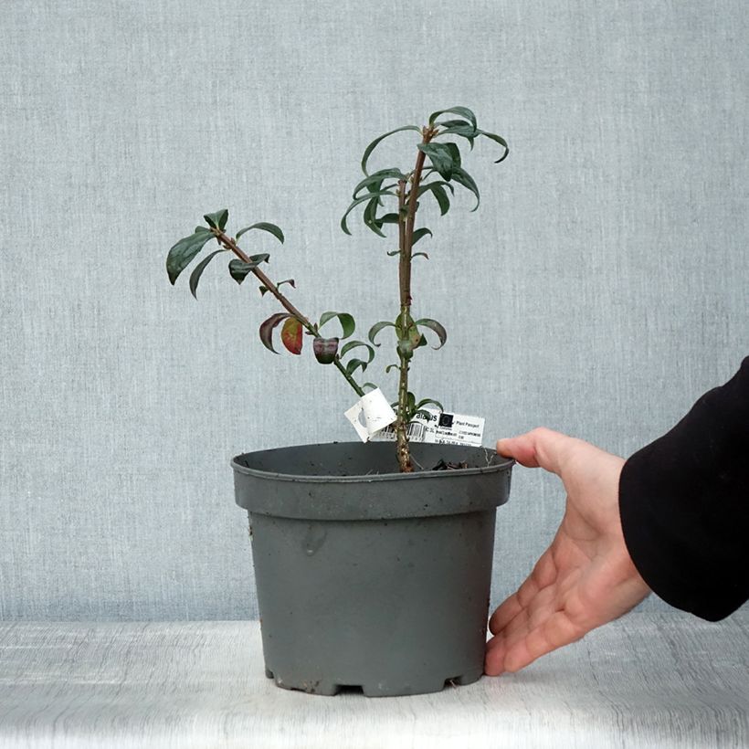 Przykładowy wygląd Trzmielina oskrzydlona - Euonymus alatus Doniczka 2L/3L w momencie dostawy jesienią