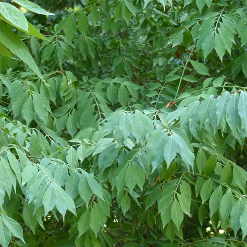 Trzmielina oskrzydlona - Euonymus alatus (Ulistnienie)