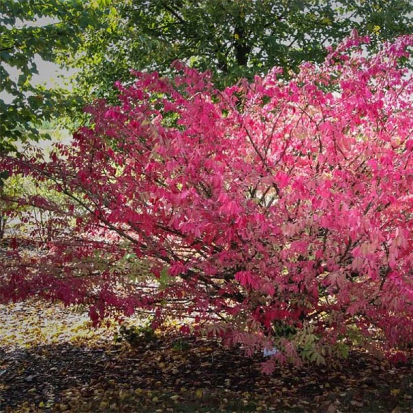 Trzmielina oskrzydlona - Euonymus alatus (Plant habit)