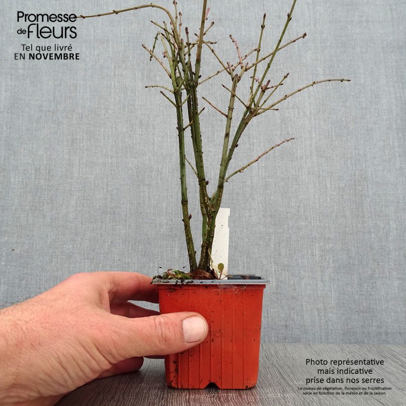 Przykładowy wygląd Trzmielina oskrzydlona - Euonymus alatus Doniczka 8/9 cm w momencie dostawy jesienią