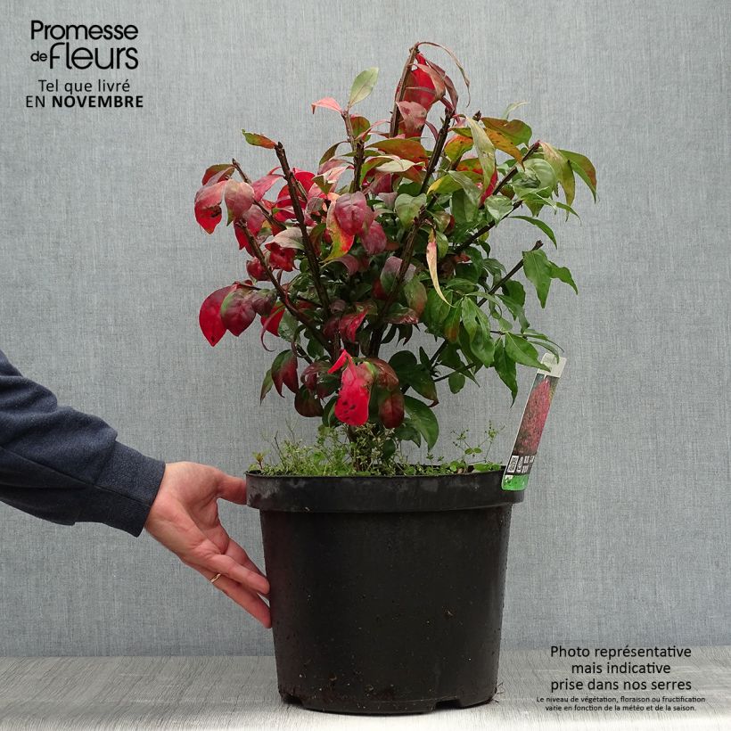 Przykładowy wygląd Trzmielina oskrzydlona - Euonymus alatus Doniczka 7,5L/10L w momencie dostawy jesienią
