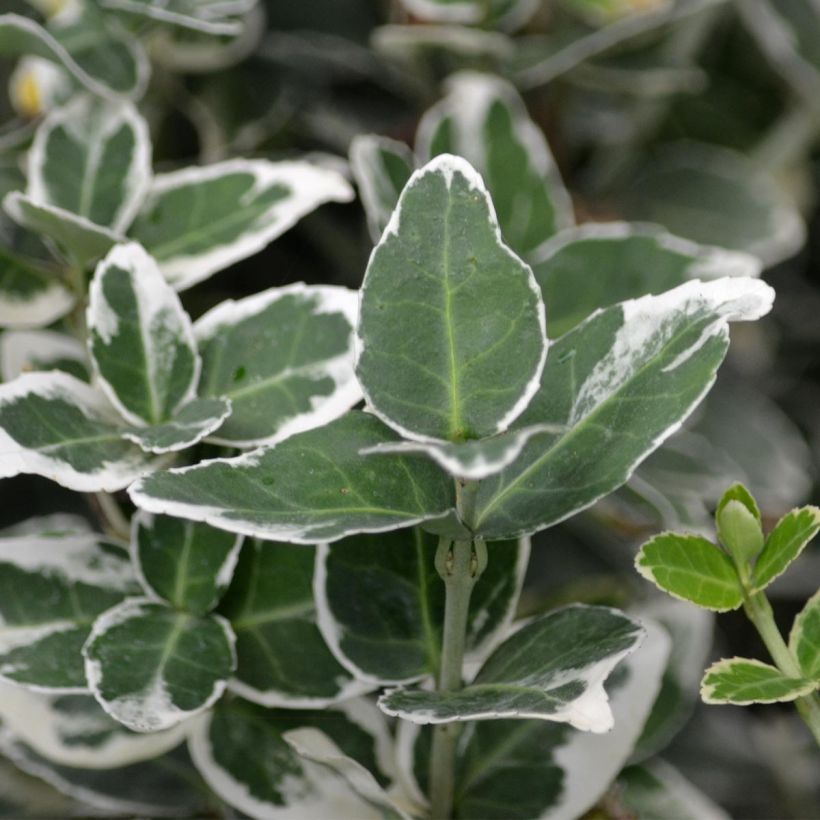 Trzmielina Fortune'a Emerald Gaiety (Ulistnienie)