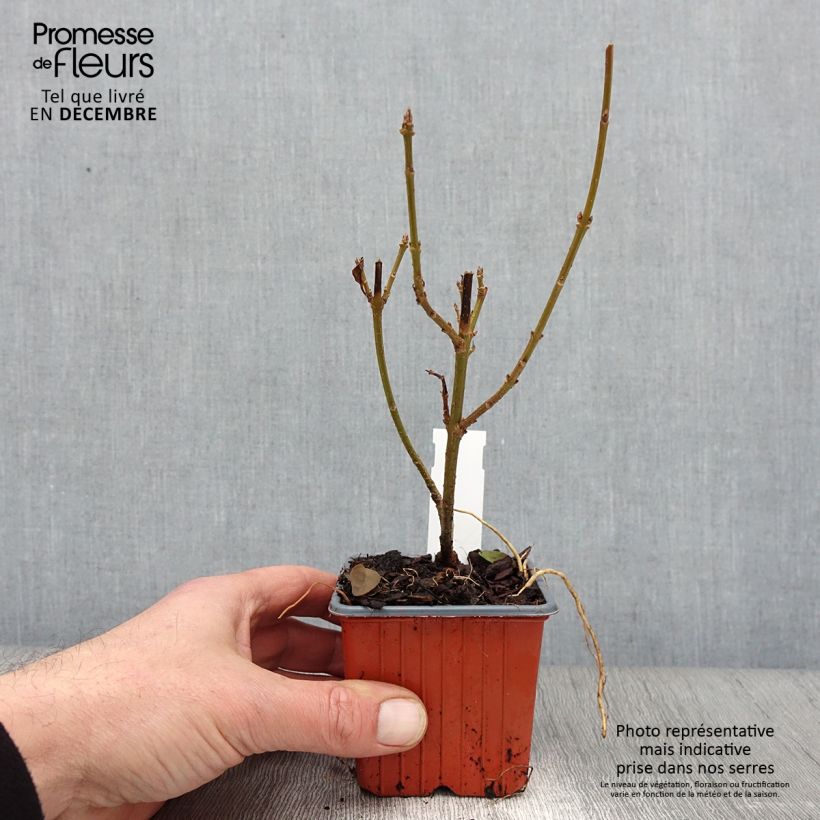 Przykładowy wygląd Forsycja pośrednia Spectabilis Doniczka 8/9 cm w momencie dostawy jesienią