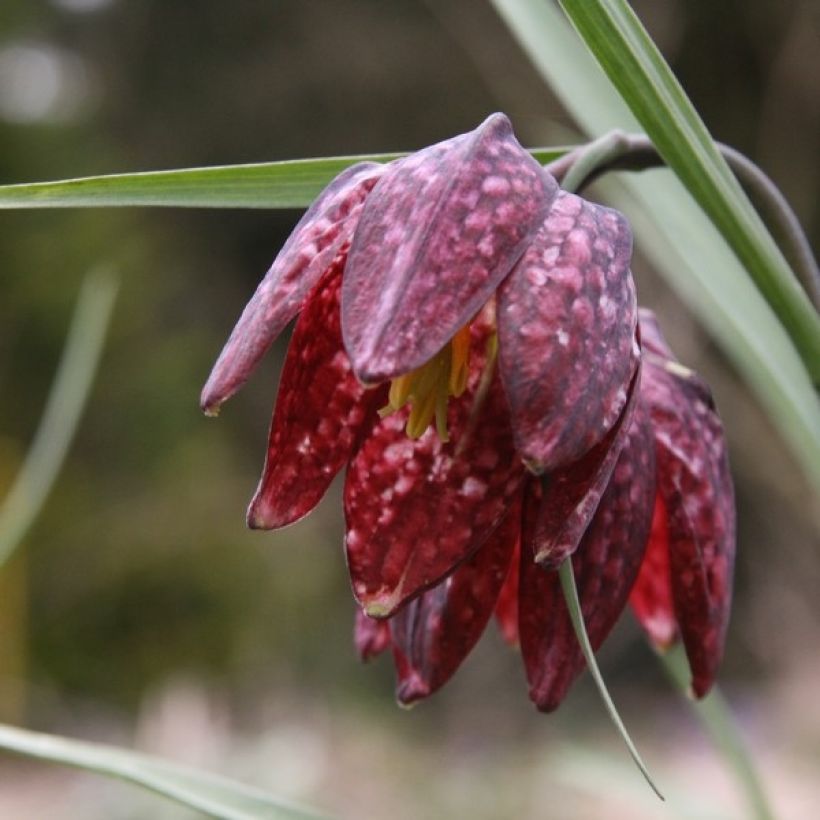 Szachownica kostkowata - Fritillaria meleagris (Kwitnienie)