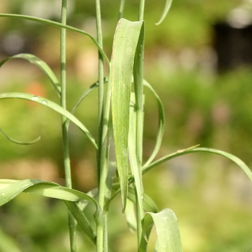 Szachownica kostkowata - Fritillaria meleagris (Ulistnienie)