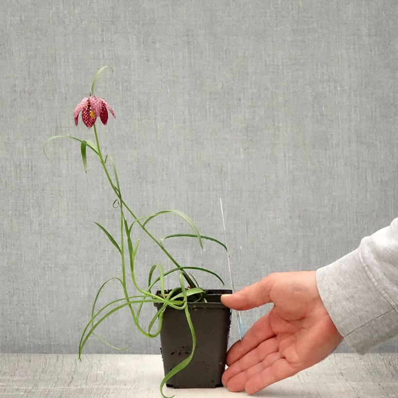 Przykładowy wygląd Szachownica kostkowata - Fritillaria meleagris Doniczka 8/9 cm kaliber 6+ w momencie dostawy latem