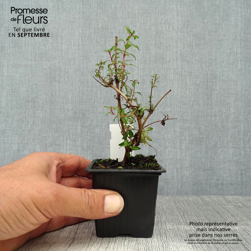 Przykładowy wygląd Fuksja magellańska Arauco Doniczka 8/9 cm w momencie dostawy jesienią