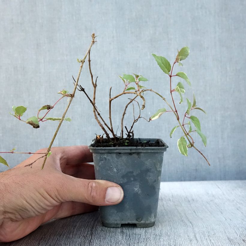 Przykładowy wygląd Fuksja magellańska Versicolor Doniczka 7/8 cm w momencie dostawy jesienią