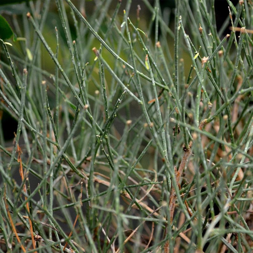 Janowiec lidyjski - Genista lydia (Ulistnienie)