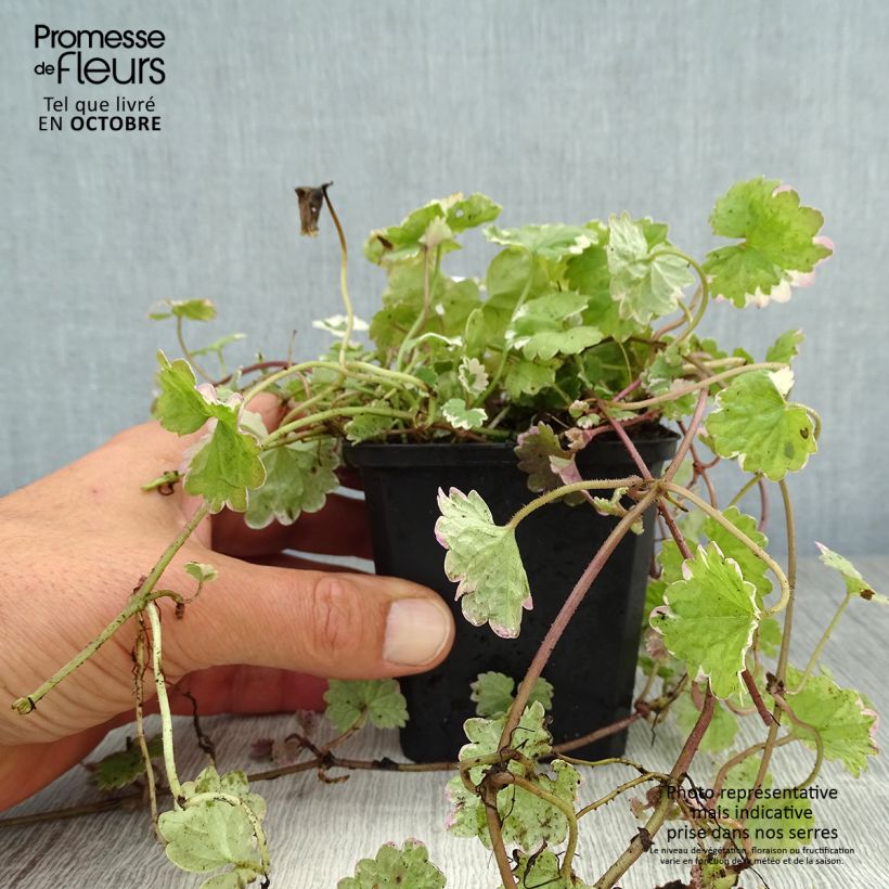 Przykładowy wygląd Glechoma hederacea Variegata - Bluszczyk kurdybanek Doniczka 8/9 cm w momencie dostawy jesienią