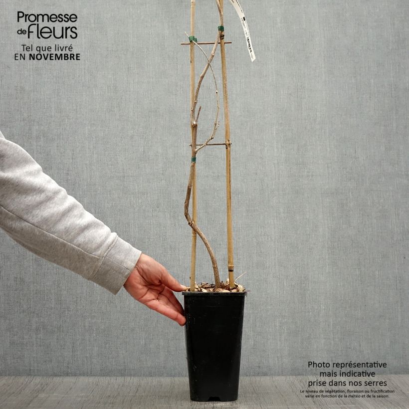 Przykładowy wygląd Glicynia kwiecista - Wisteria floribunda Doniczka 3L/4L w momencie dostawy jesienią