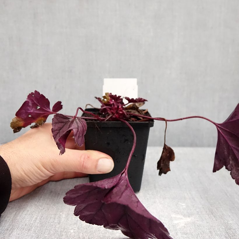 Przykładowy wygląd Heuchera Dolce Wildberry Doniczka 8/9 cm w momencie dostawy jesienią