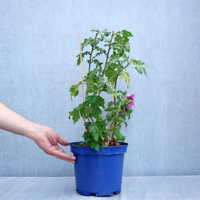 Przykładowy wygląd Hibiscus Rosada Doniczka 3L/4L w momencie dostawy jesienią
