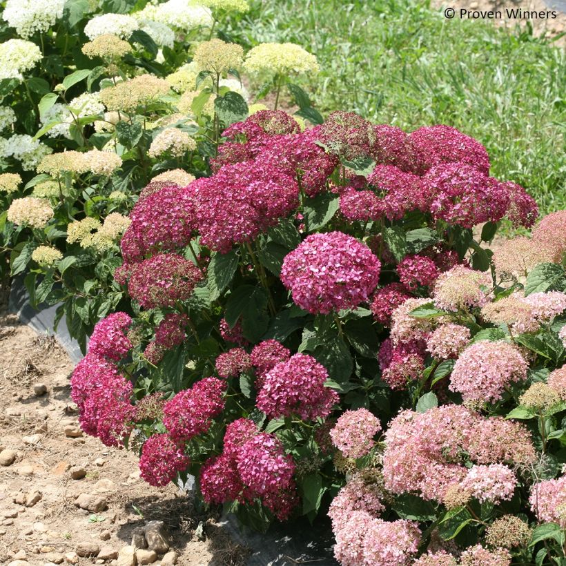 Hortensja krzewiasta BellaRagazza Mauvette (Pokrój rośliny)