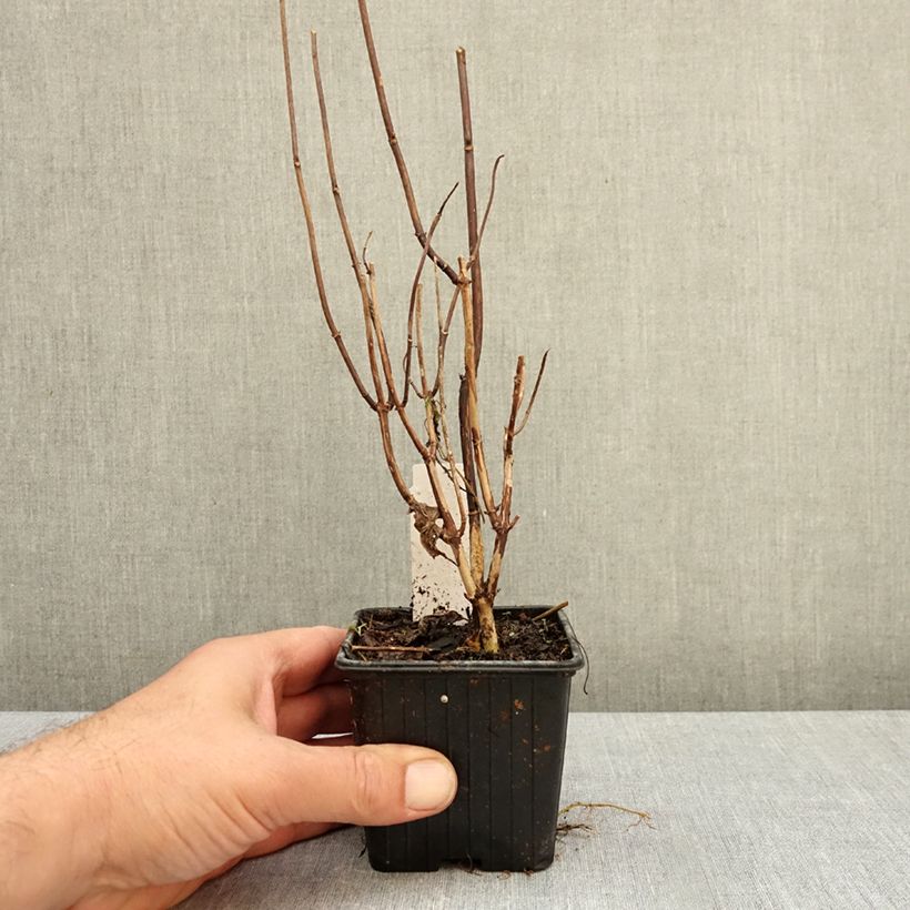 Przykładowy wygląd Hortensja krzewiasta Candybelle Marshmallow Doniczka 8/9 cm w momencie dostawy jesienią
