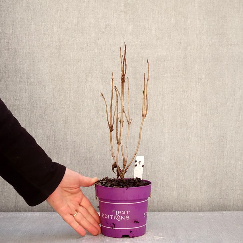 Przykładowy wygląd Hortensja krzewiasta FlowerWOW Doniczka 1L/1,5L w momencie dostawy zimą