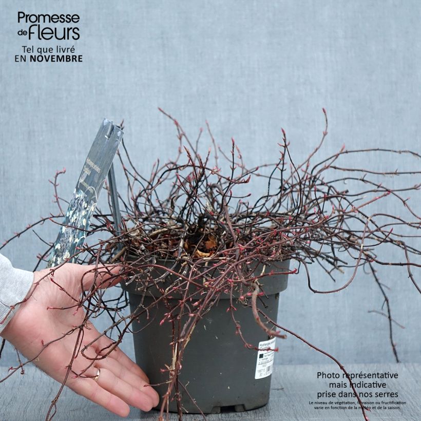 Przykładowy wygląd Hydrangea anomala petiolaris var. cordifolia - Hortensja pnąca Doniczka 3L/4L w momencie dostawy jesienią