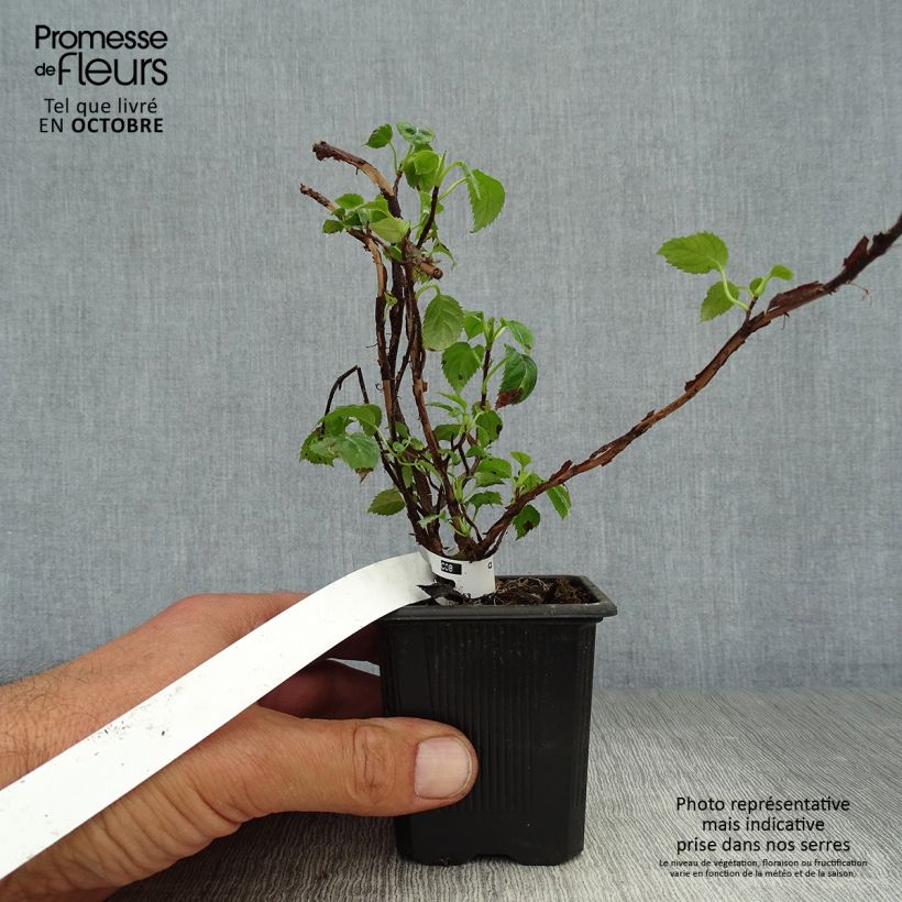 Przykładowy wygląd Hydrangea anomala subsp. petiolaris - Hortensja pnąca Doniczka 8/9 cm w momencie dostawy jesienią