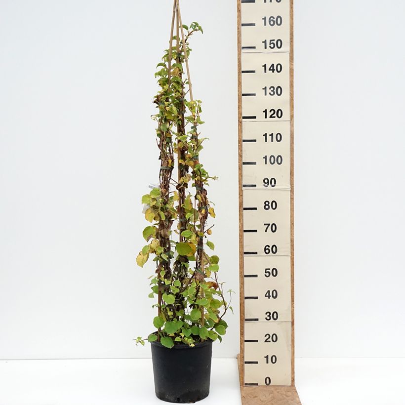 Przykładowy wygląd Hydrangea anomala subsp. petiolaris - Hortensja pnąca Doniczka 12L/15L w momencie dostawy jesienią