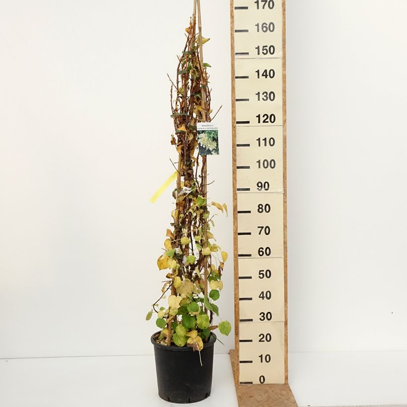 Przykładowy wygląd Hydrangea anomala subsp. petiolaris - Hortensja pnąca Doniczka 4L/5L w momencie dostawy jesienią